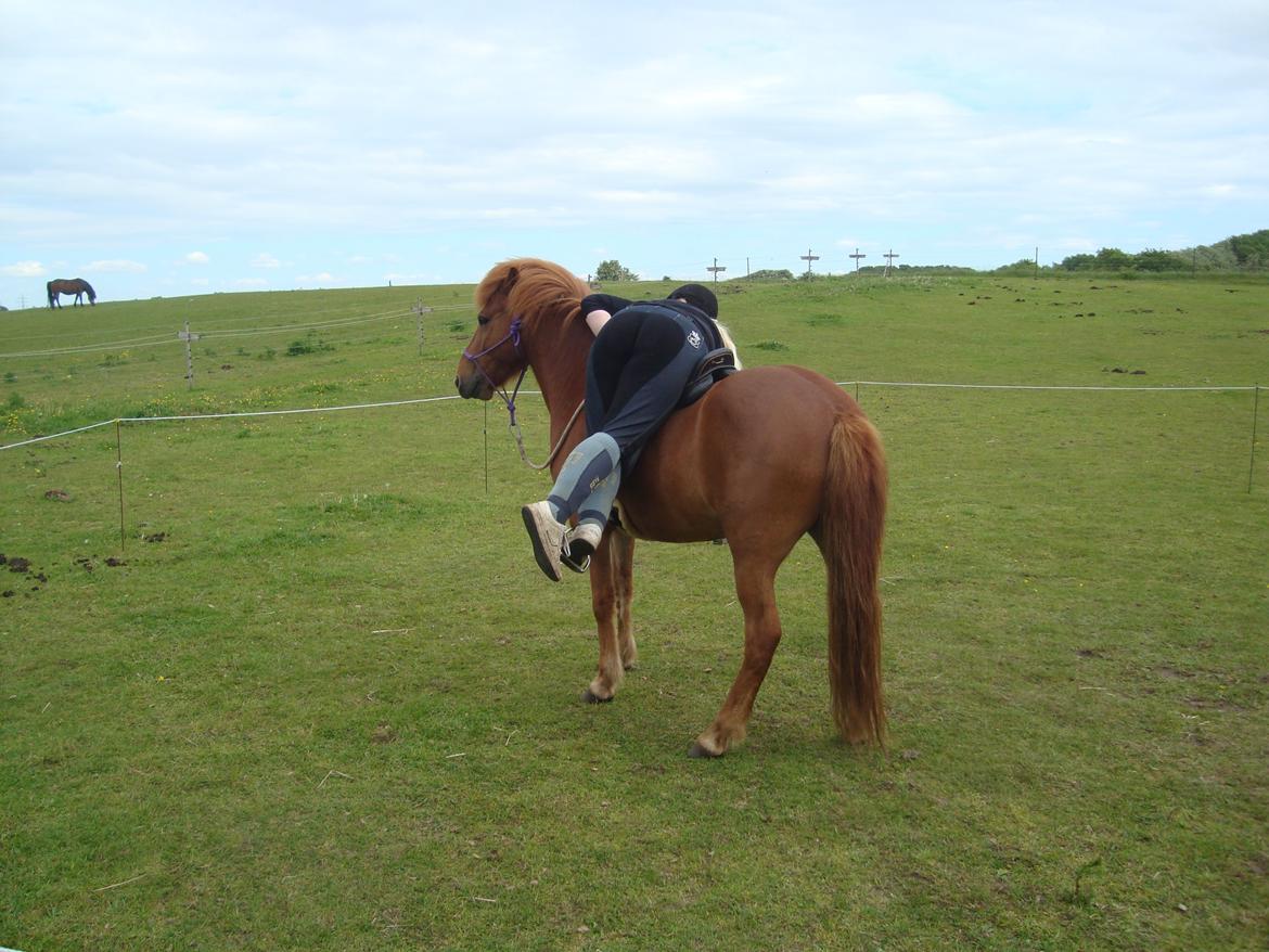 Islænder Depill fra tøndborg billede 27