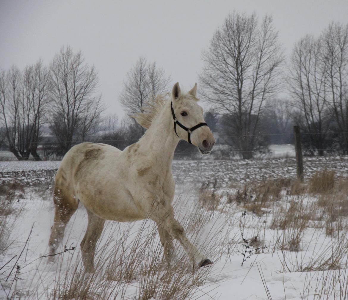 Palomino Sun Dancer billede 6