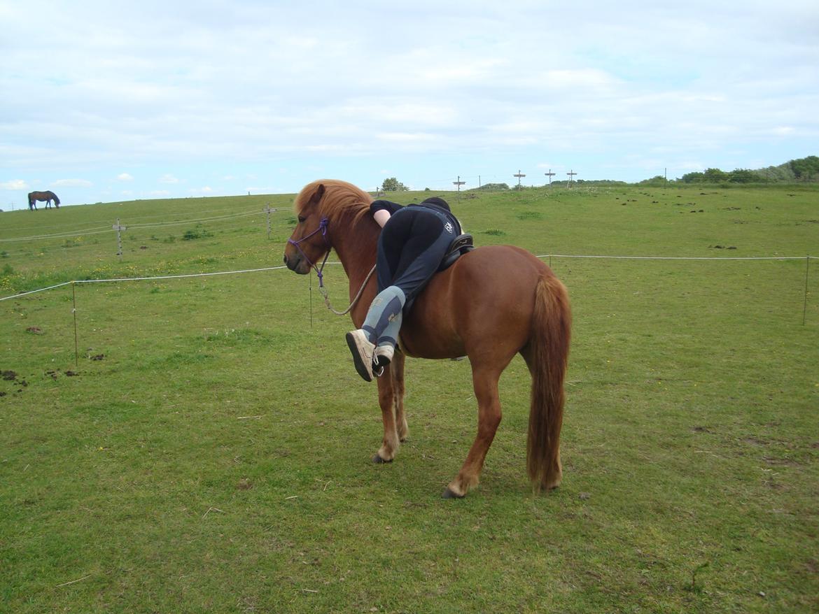 Islænder Depill fra tøndborg billede 28