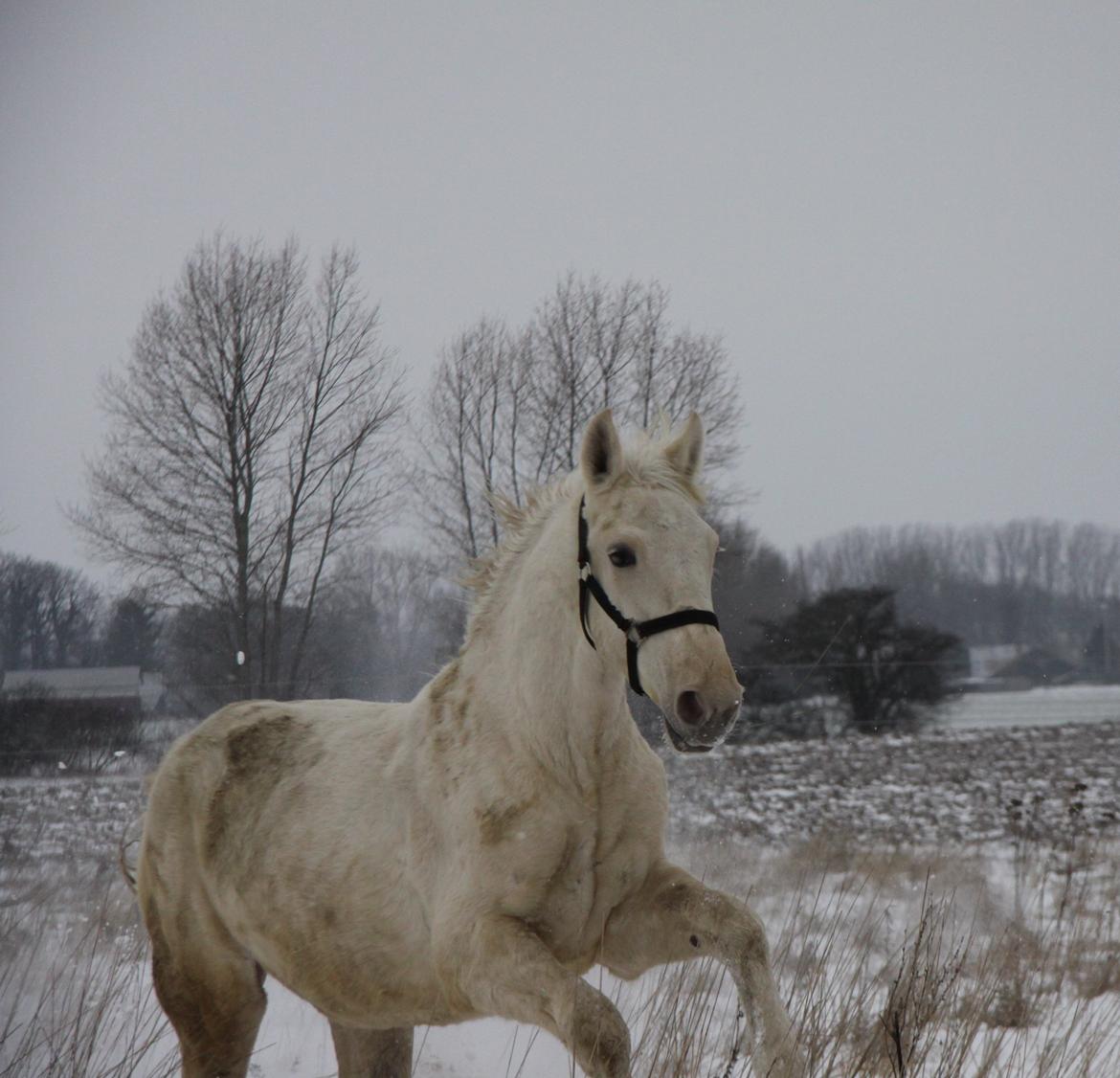 Palomino Sun Dancer billede 4