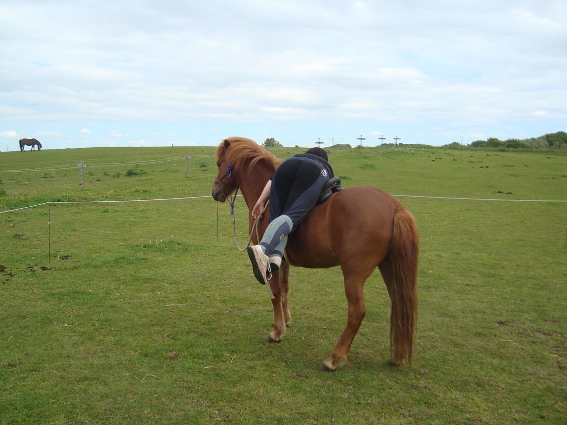 Islænder Depill fra tøndborg billede 29