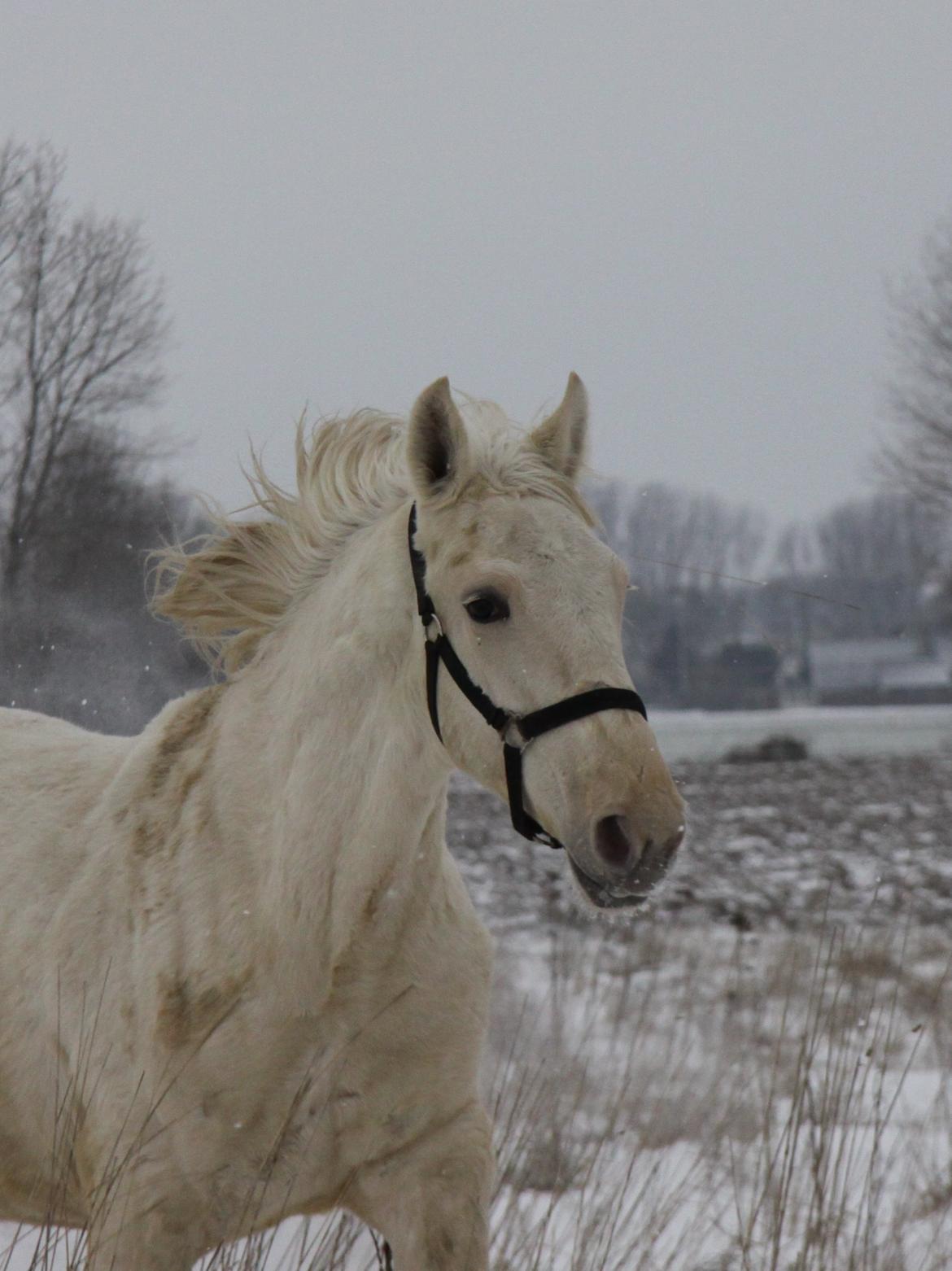 Palomino Sun Dancer billede 2
