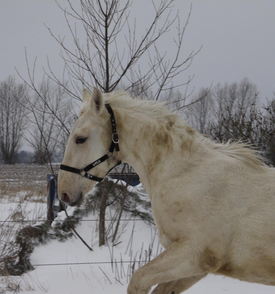 Palomino Sun Dancer billede 27