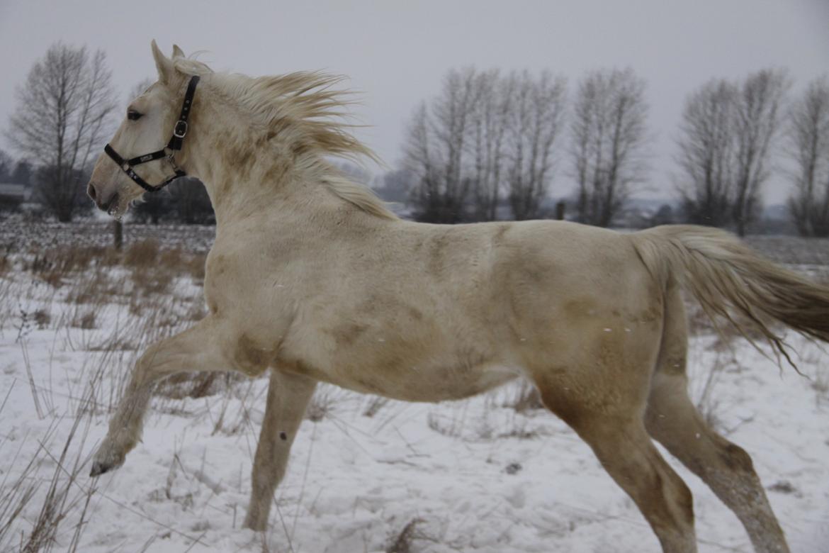 Palomino Sun Dancer billede 5