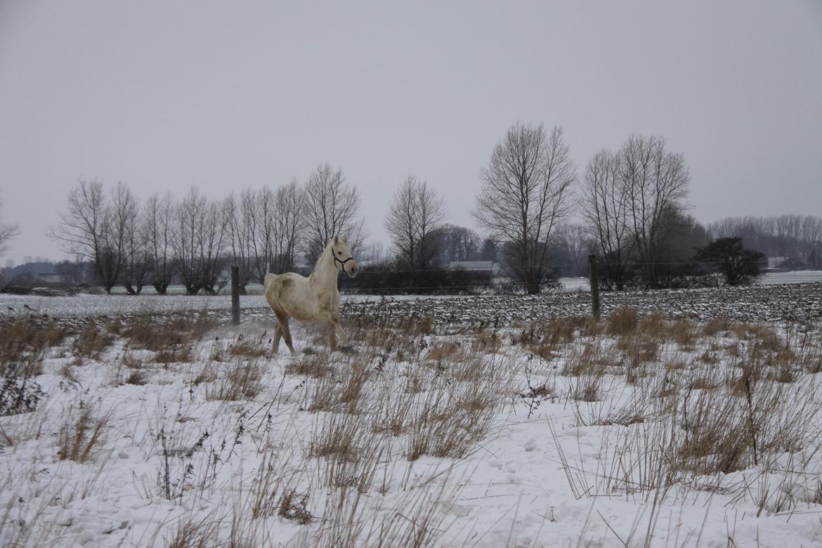 Palomino Sun Dancer billede 33