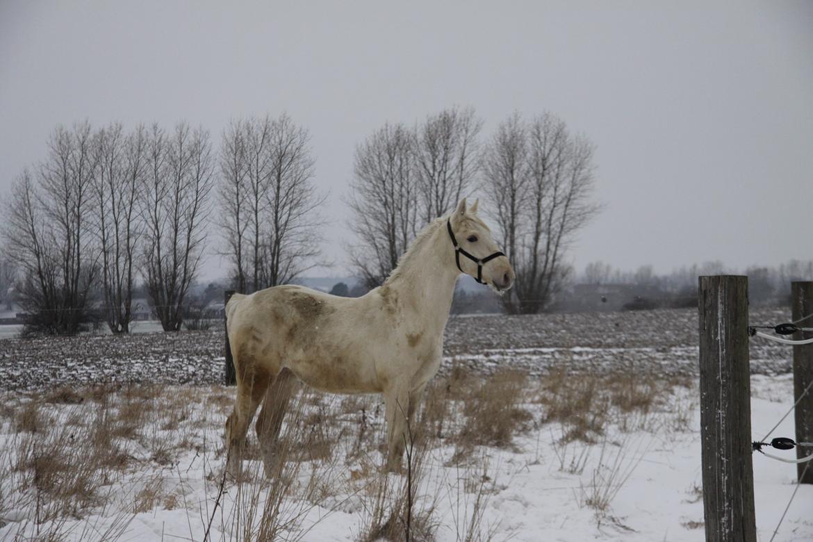 Palomino Sun Dancer billede 25