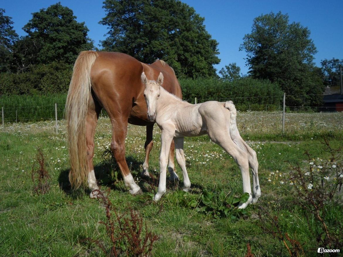 Palomino Sun Dancer billede 28