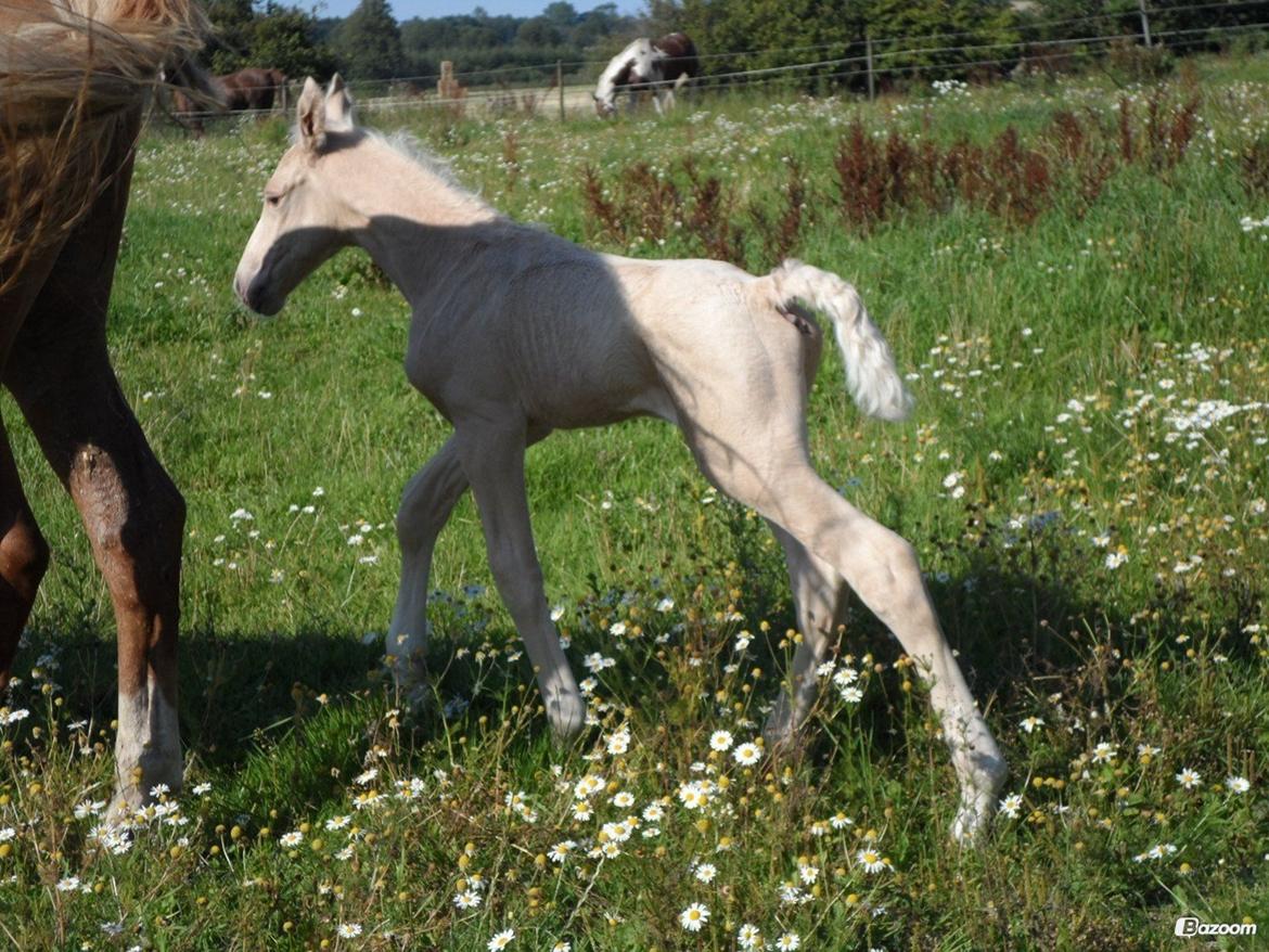 Palomino Sun Dancer billede 19