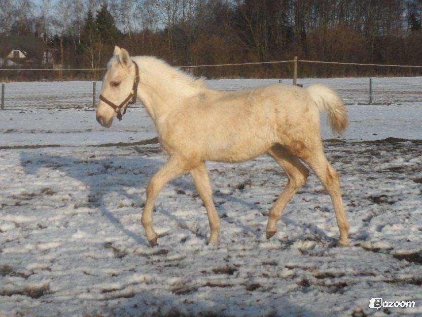 Palomino Sun Dancer billede 32