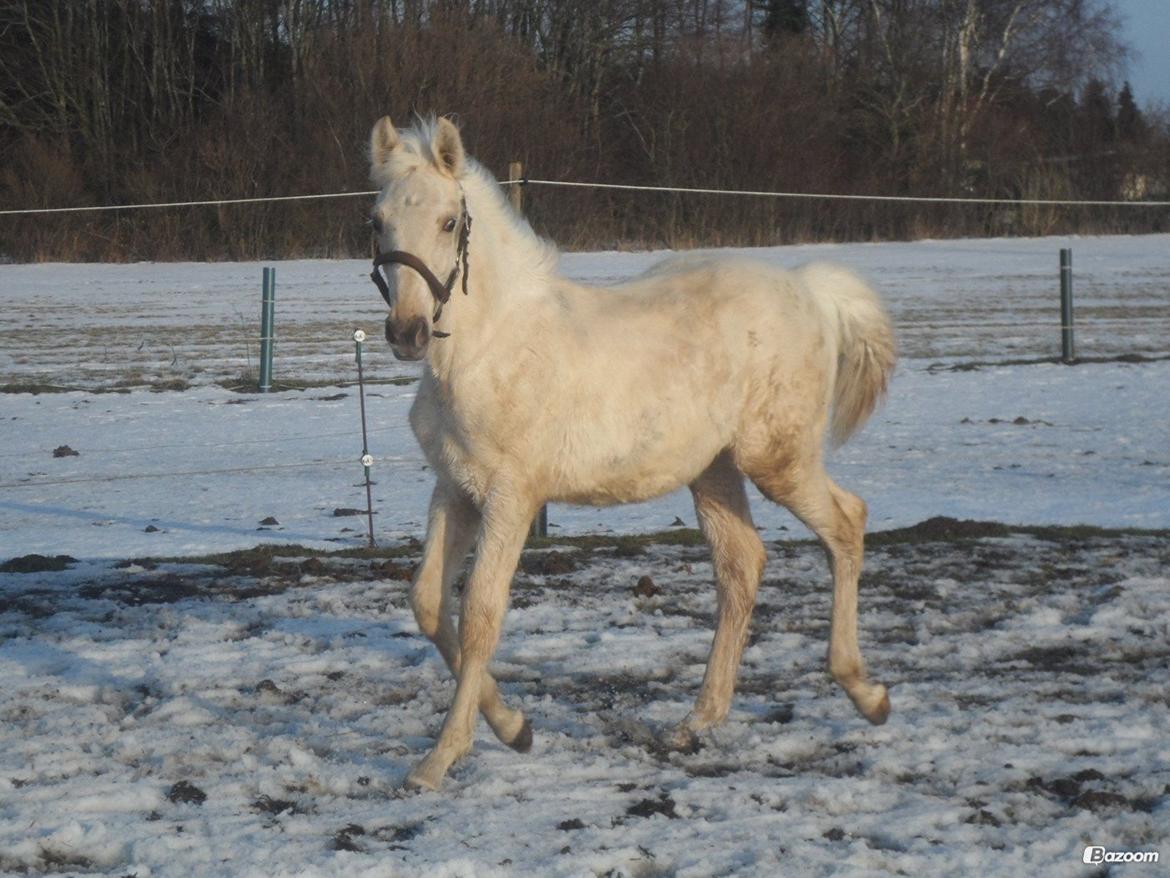 Palomino Sun Dancer billede 34