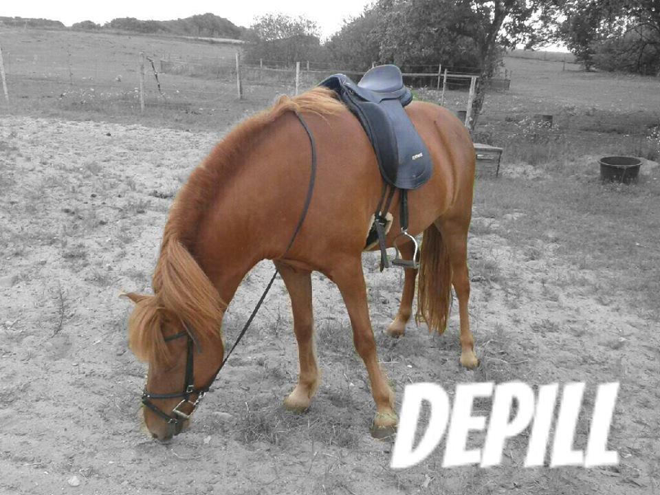 Islænder Depill fra tøndborg billede 1