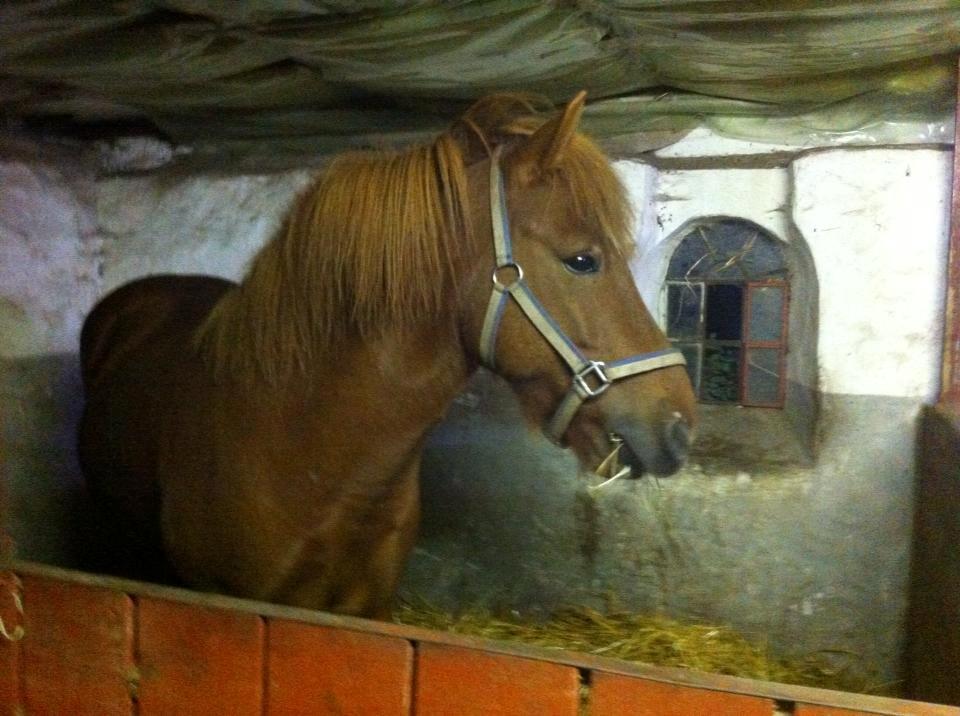 Islænder Depill fra tøndborg billede 31