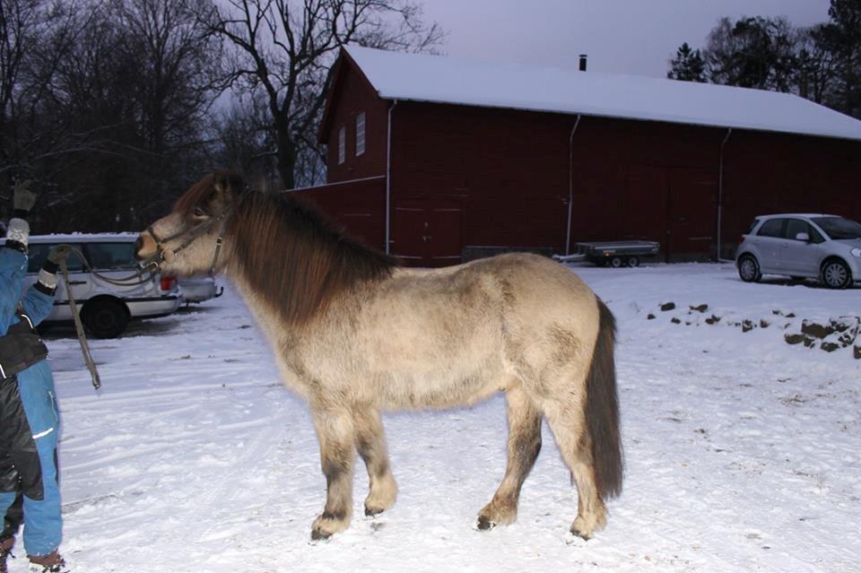 Islænder Blettur fra Tjenergården - Smukke bamse billede 18
