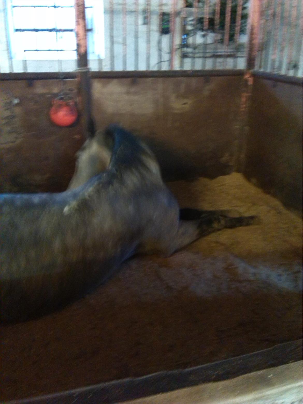 Anden særlig race soleo - ruller i boksen <3 tosse  billede 11