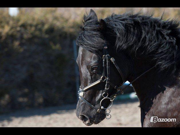 New Forest Loke - Et billede fra hans gamle part, han er lidt læks <3 billede 3