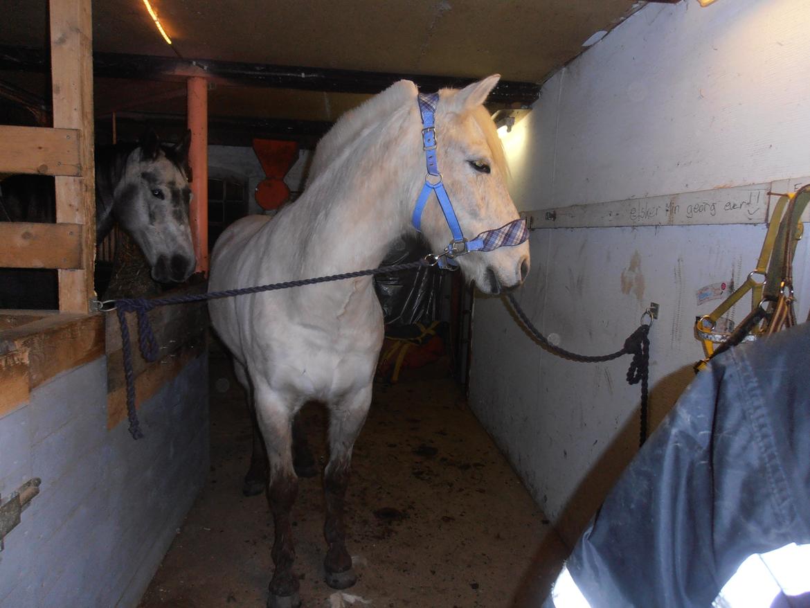 Anden særlig race luatello - hygge tid på gangen billede 16