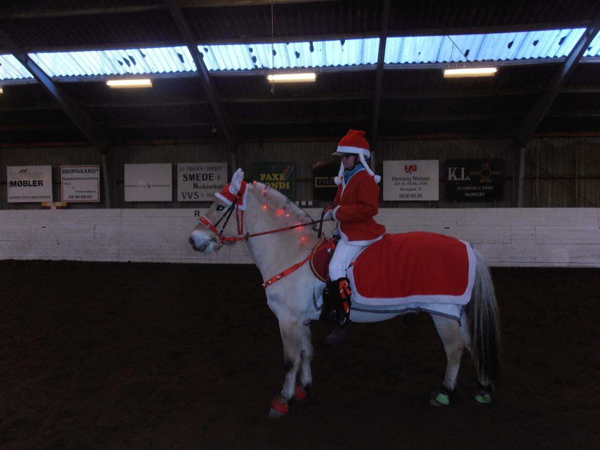 Fjordhest skovløkke's luca - pony til juleoptog <3 <3 billede 12