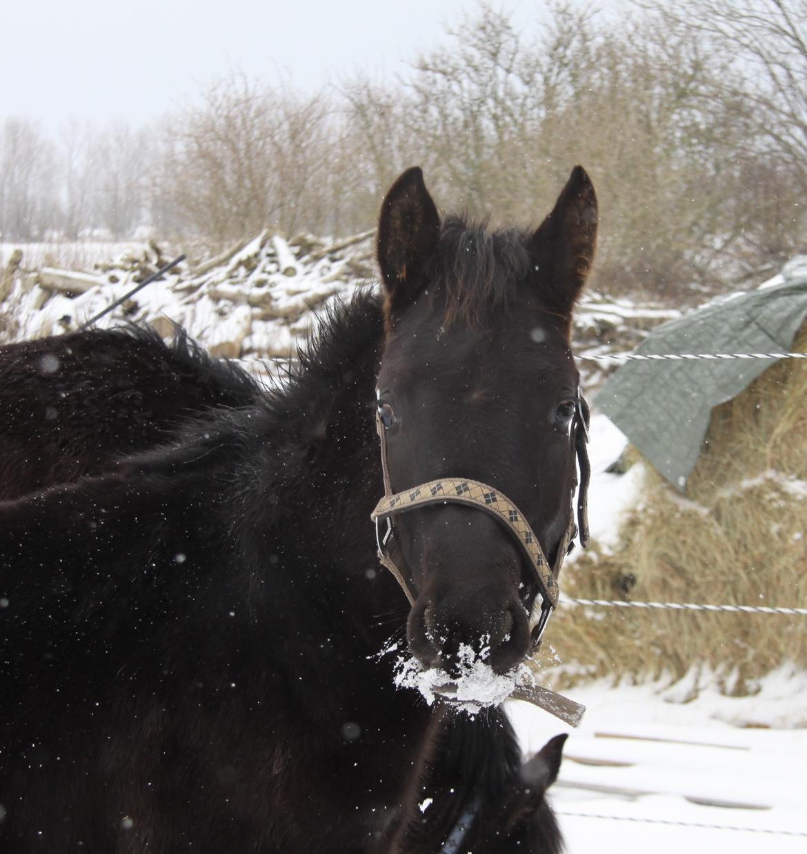 Anden særlig race Finest Mocca billede 27
