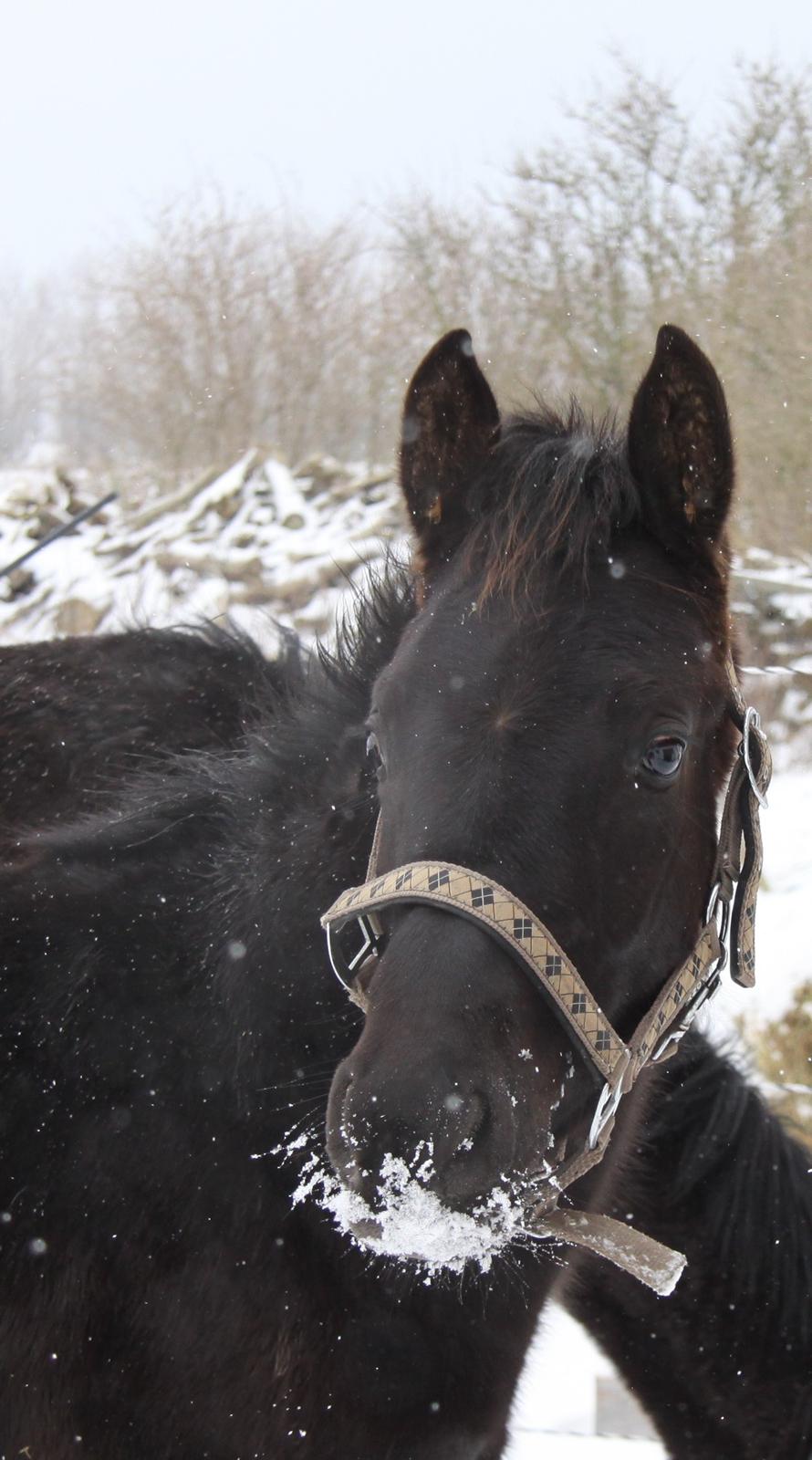 Anden særlig race Finest Mocca billede 28