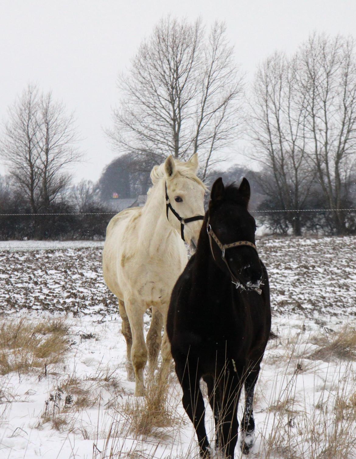 Anden særlig race Finest Mocca billede 29