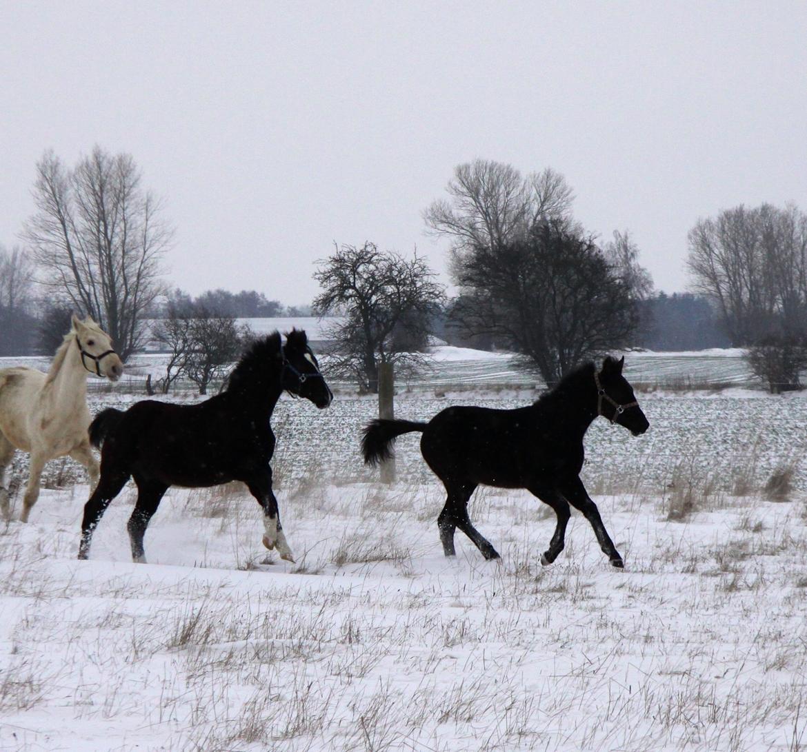 Anden særlig race Finest Mocca billede 30