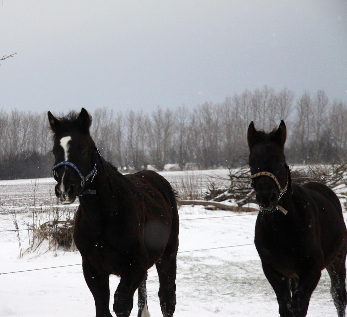 Anden særlig race Finest Mocca billede 31