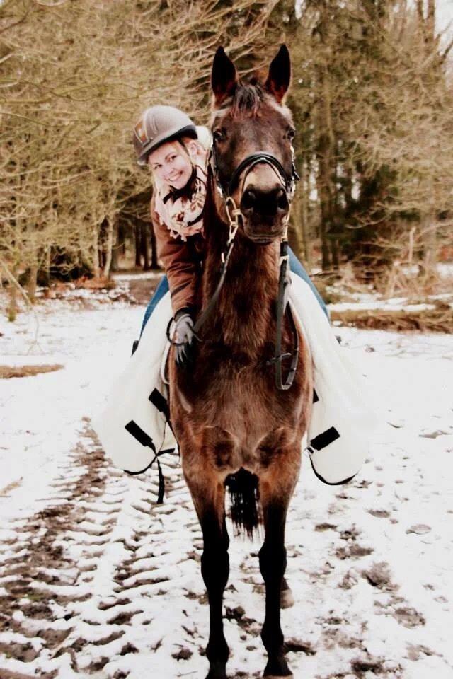 Palomino • Linnel's Angel - Foto: Alexandra Lopéz Malmberg 

D. 25.01.2014 billede 12