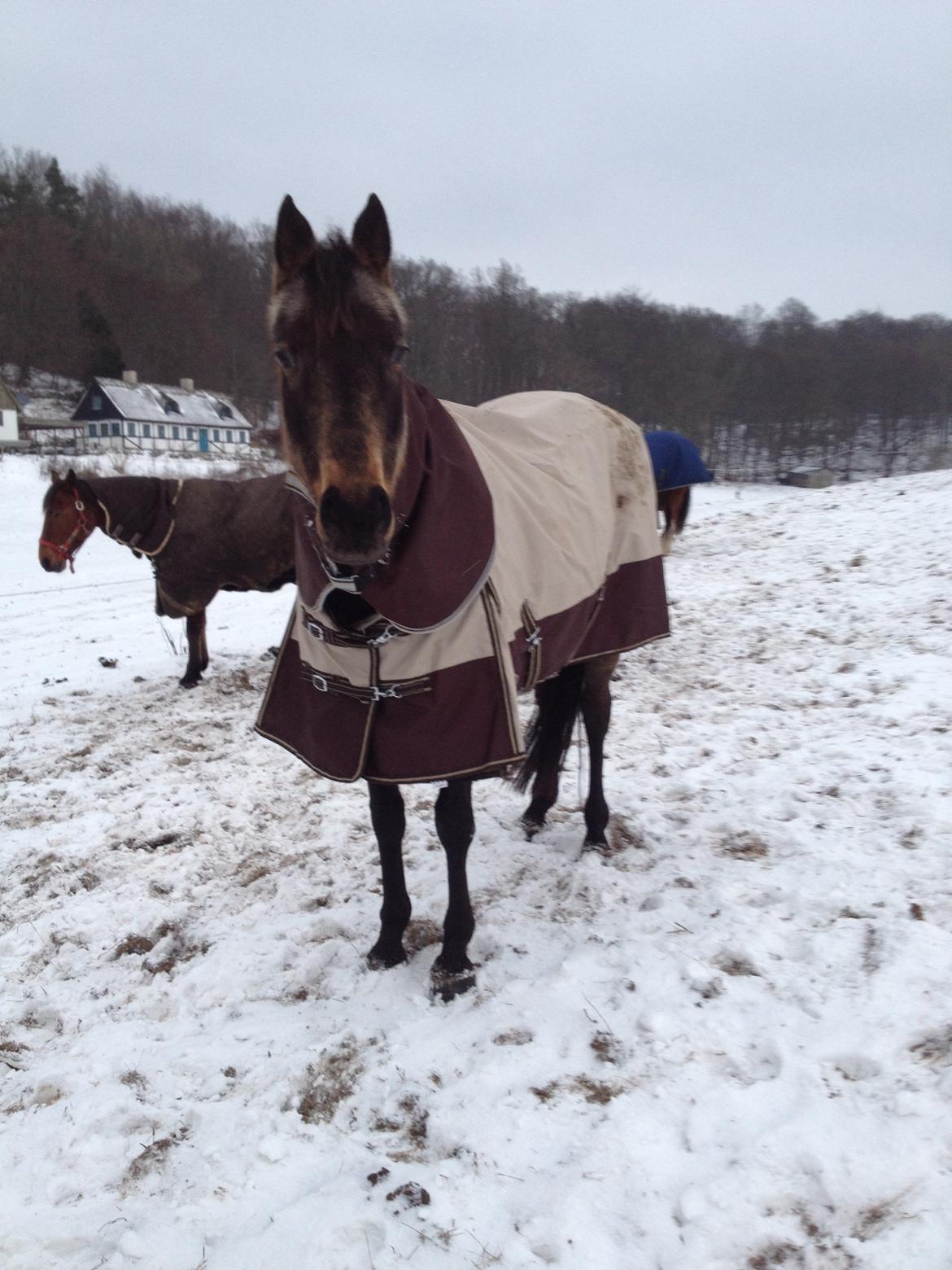 Palomino • Linnel's Angel - Min musser i sneen d. 30.01.2014  billede 15