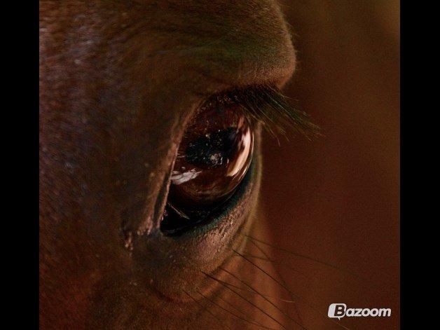 New Forest Macoy - Der er dobbelt logo fordi jeg har taget billedet fra et af mine fotoalbums. billede 8