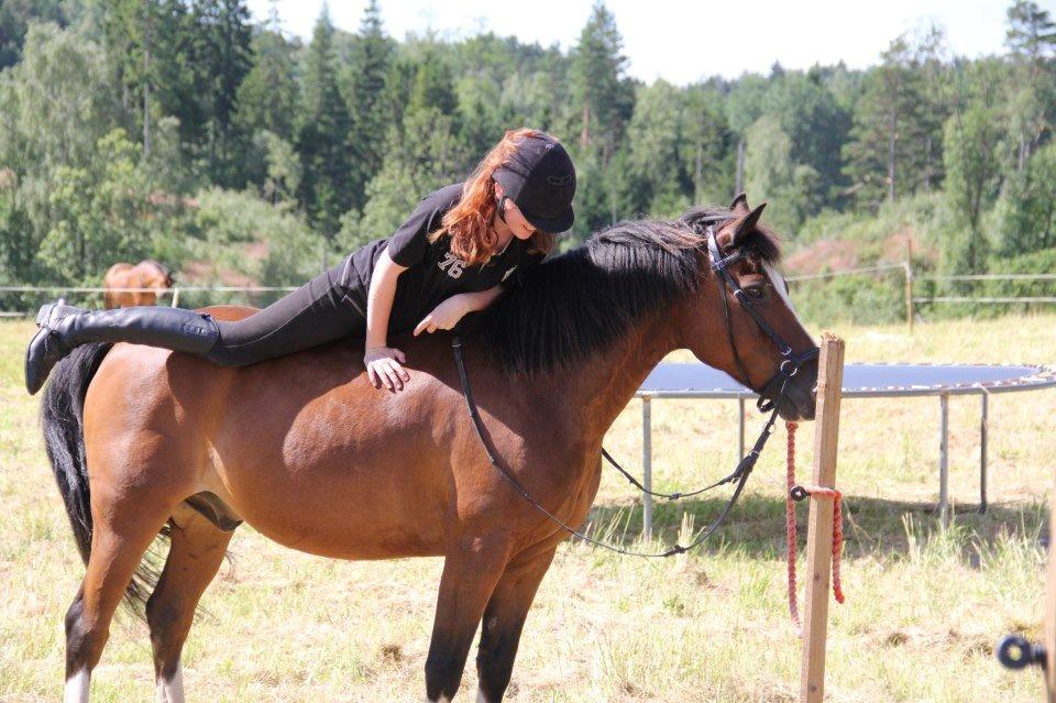 New Forest Macoy billede 4