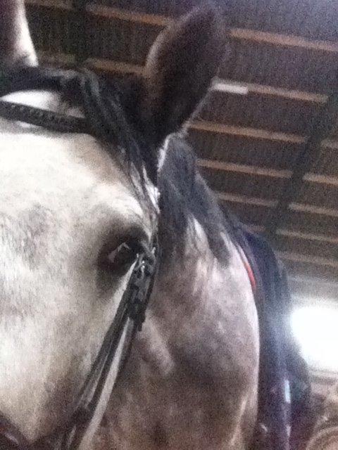 Anden særlig race C.G. Cool Cash billede 18