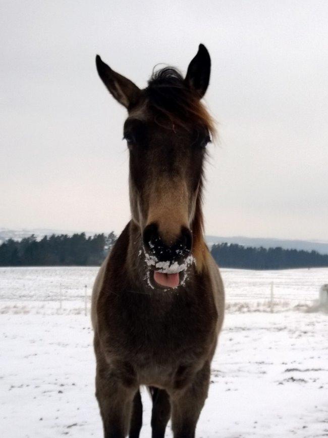 Anden særlig race Klitgaards Maximilian*R.I.P* - Blobber 30 januar 2014 billede 23
