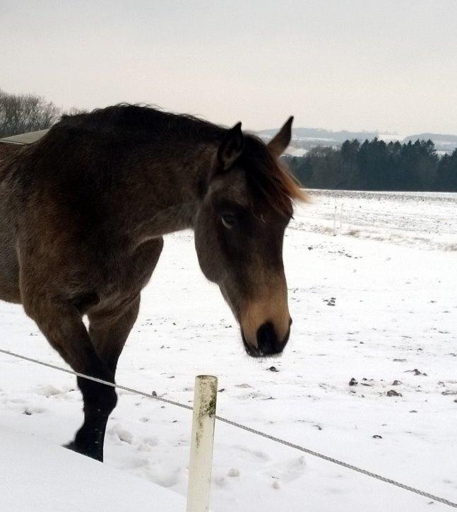 Anden særlig race Klitgaards Maximilian*R.I.P* - Bobber 30 Jan 2014 billede 24