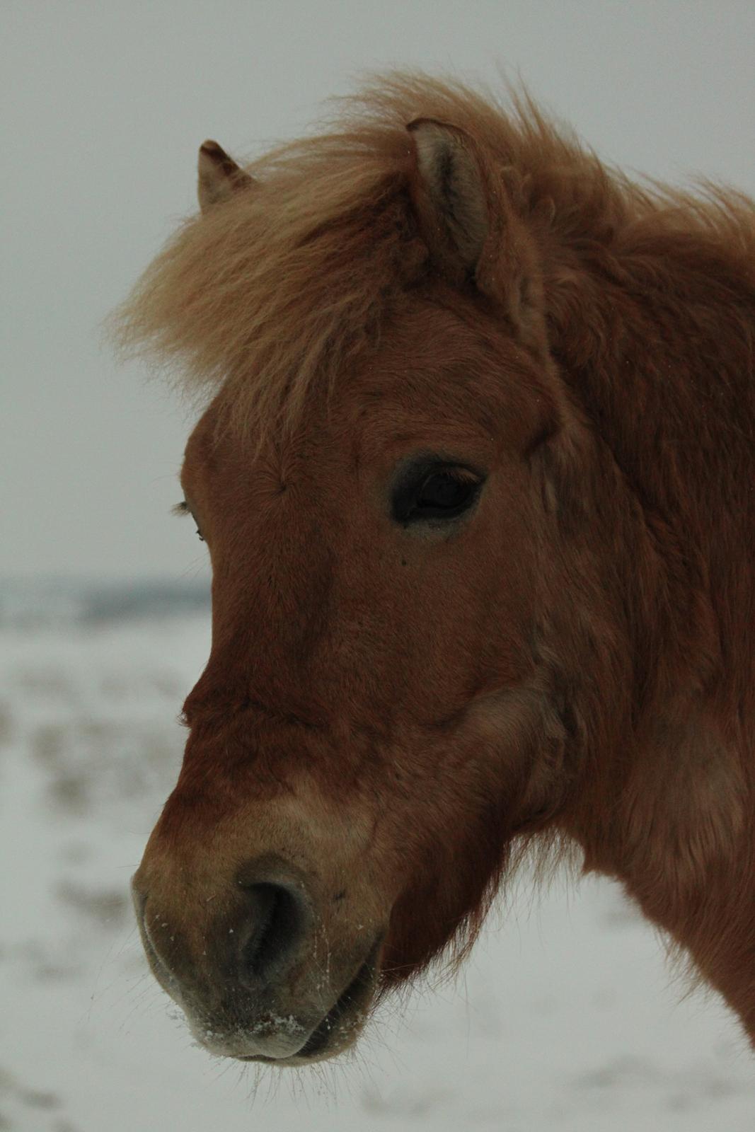 Anden særlig race Tibo - Pony i sneen 2014 :-))
20. januar 2014. billede 3