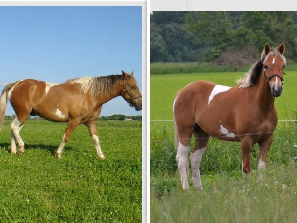 Pinto PRINS KASHMIR - Fra 2012 til 2013 er så stolt af min dreng ! <3 billede 29