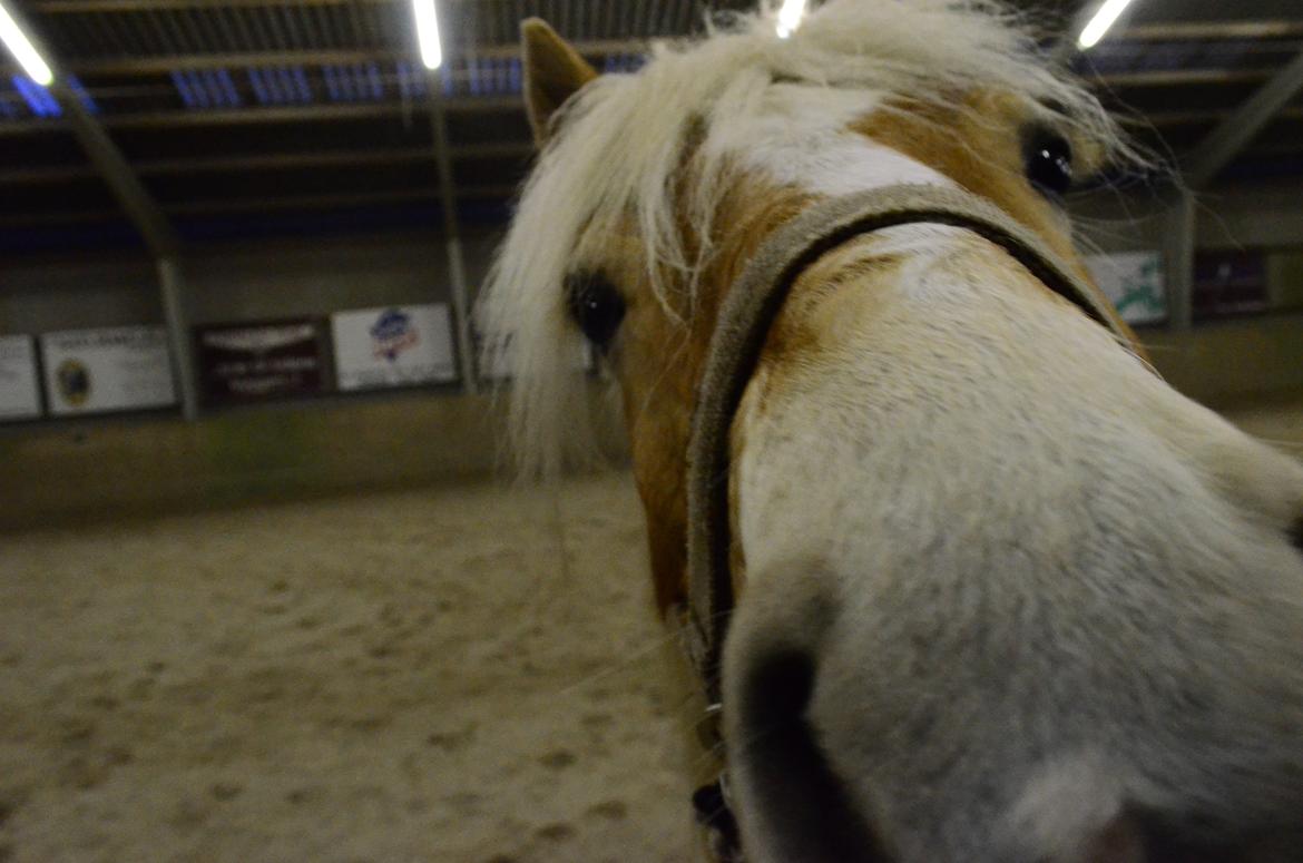 Haflinger Lille Pepsi - Moaaar, hvad er det??  billede 11