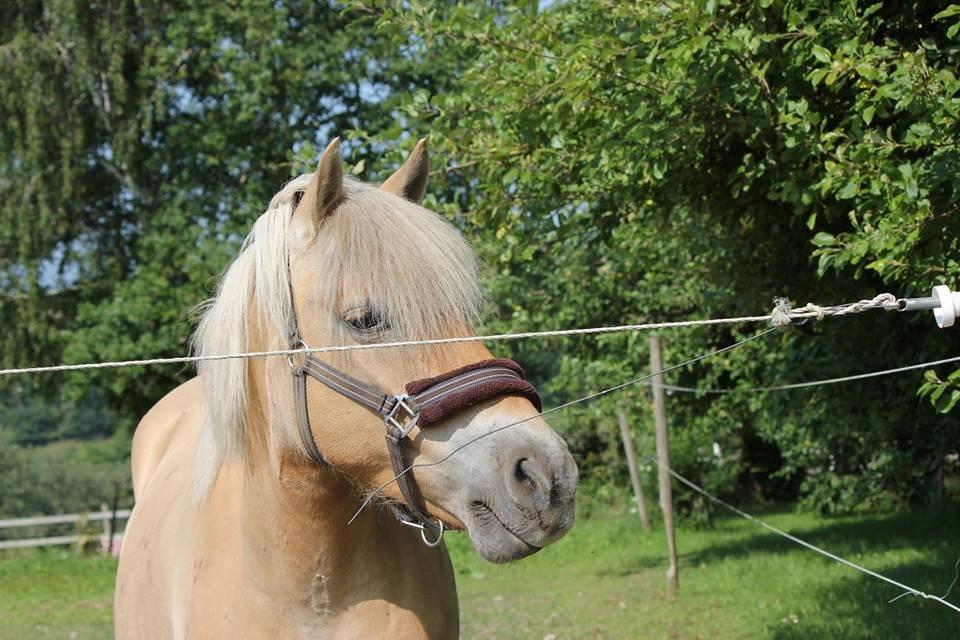 Anden særlig race Tøsen (-:. - Tøsen på mig og Carinas hjemmelavede ridelejr! hos stald JKT :-) billede 8