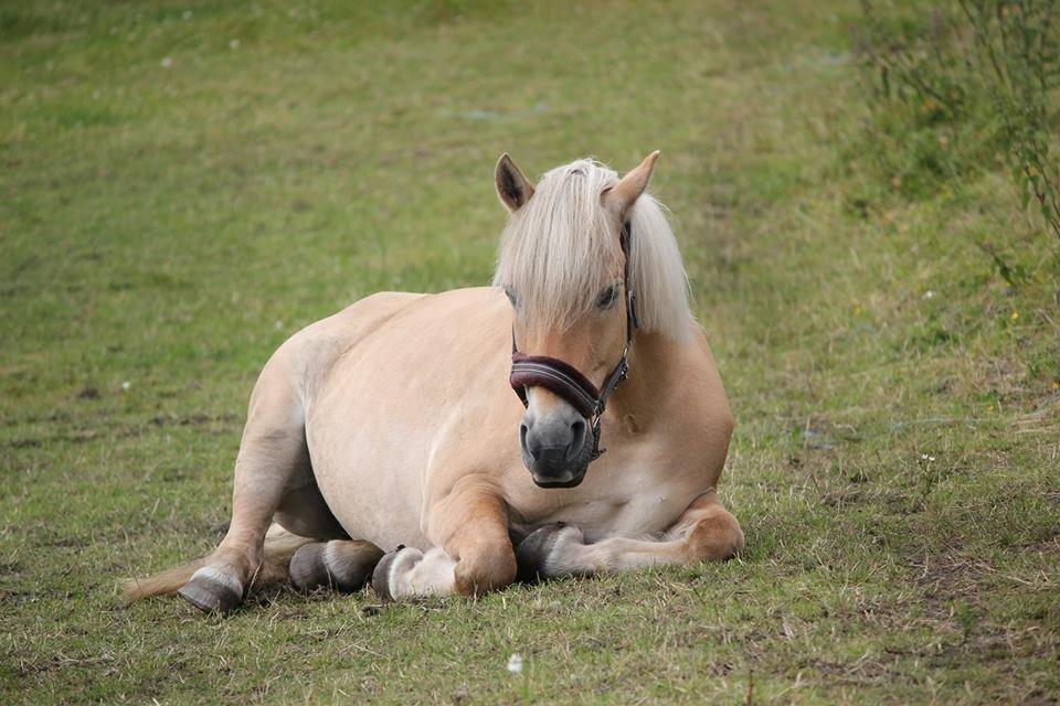 Anden særlig race Tøsen (-:. - Tøsen sover, 2013 billede 11