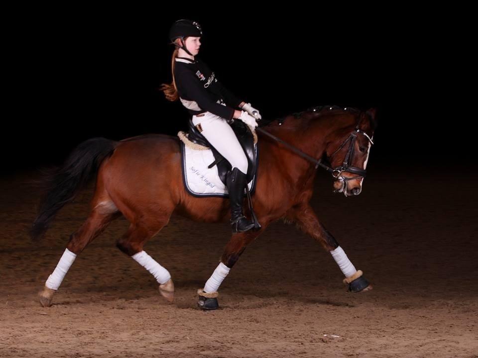 New Forest *Ladegaardens Prodian* billede 4