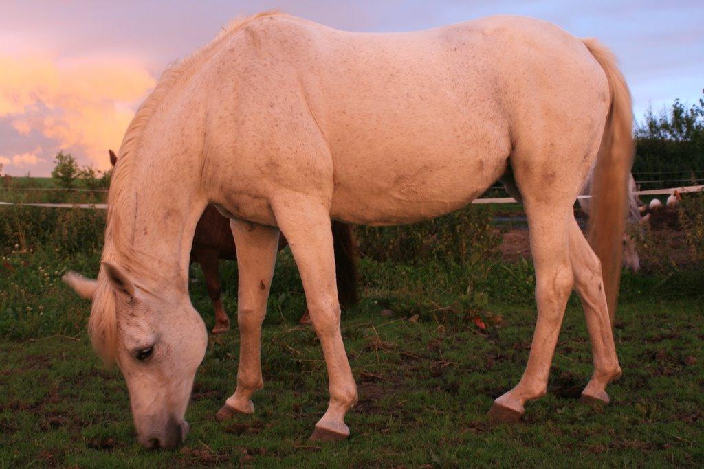 Arabisk fuldblod (OX) Rafeekah ox 1938 - På folden, hvor hun på mærkværdig vis ofte tildrager sig rifter på benene. Det er ikke på grund af hegnet, men når hun ruller sig og skærer sig på sten.... billede 2