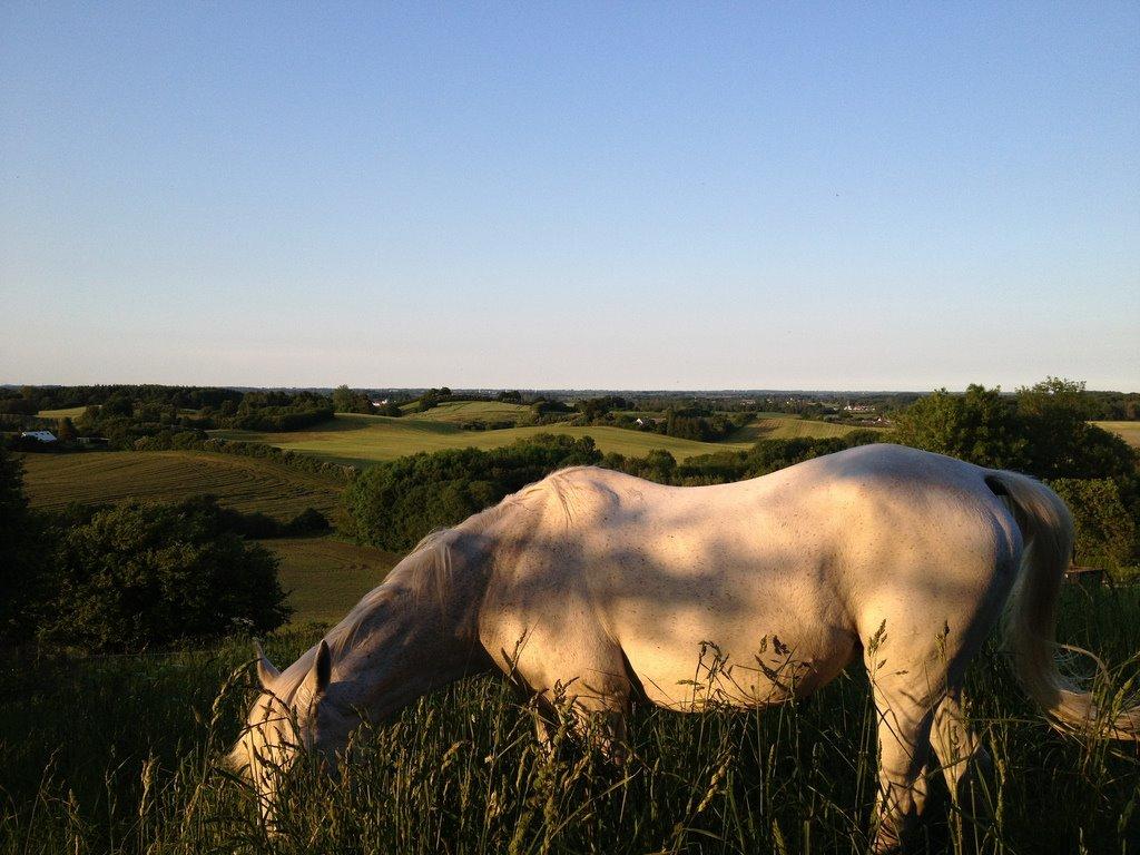 Arabisk fuldblod (OX) Rafeekah ox 1938 - Rafeekah nyder livet her i Jordløses skønne natur billede 3