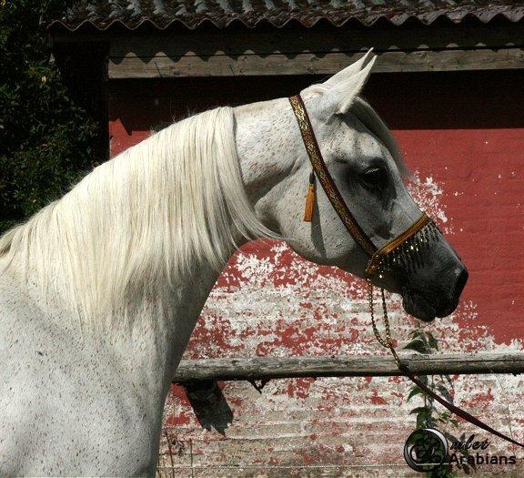 Arabisk fuldblod (OX) Rafeekah ox 1938 billede 5