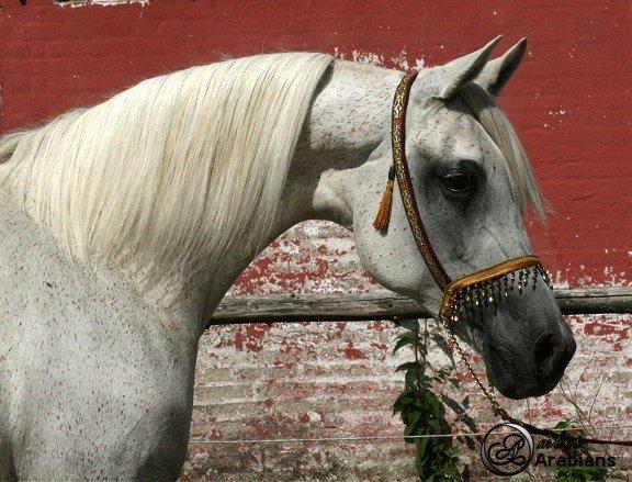 Arabisk fuldblod (OX) Rafeekah ox 1938 billede 6