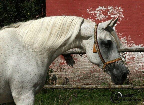 Arabisk fuldblod (OX) Rafeekah ox 1938 billede 7