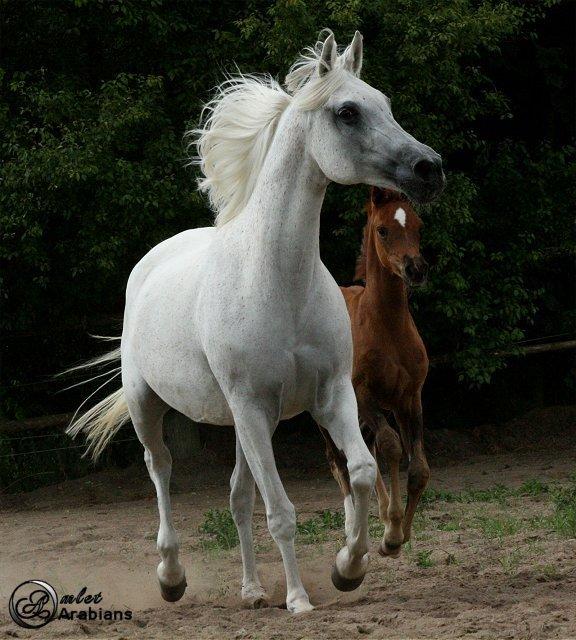 Arabisk fuldblod (OX) Rafeekah ox 1938 billede 8