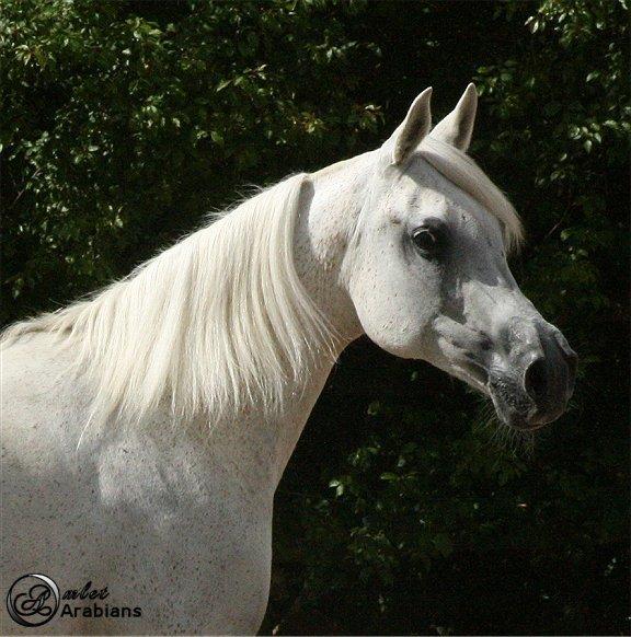 Arabisk fuldblod (OX) Rafeekah ox 1938 billede 9