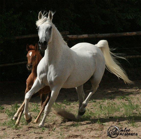 Arabisk fuldblod (OX) Rafeekah ox 1938 billede 10