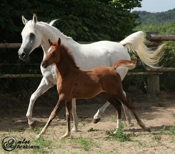 Arabisk fuldblod (OX) Rafeekah ox 1938 billede 11