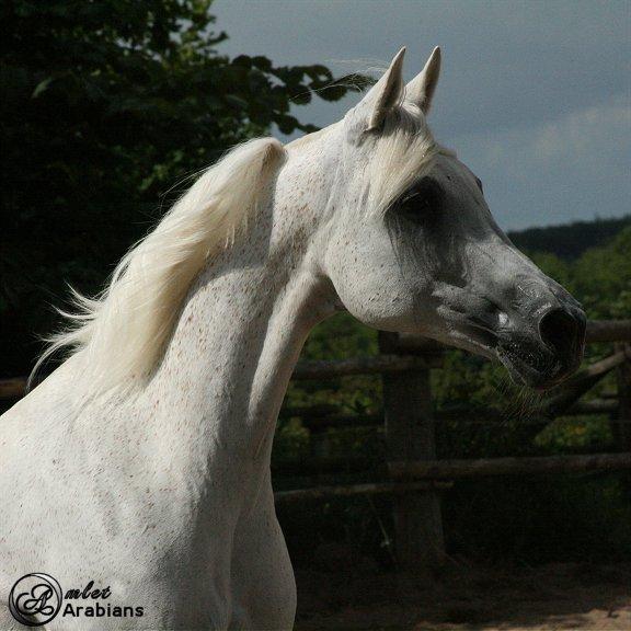Arabisk fuldblod (OX) Rafeekah ox 1938 - Min smukke Rafeekah billede 1