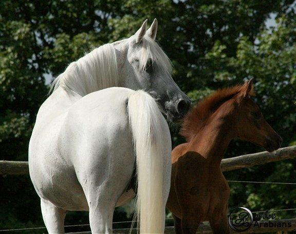 Arabisk fuldblod (OX) Rafeekah ox 1938 billede 13